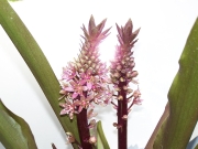 Eucomis Oakhurst